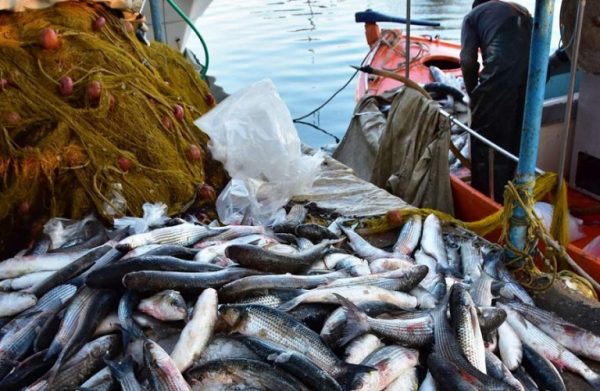 ΕΕ: Πώς θα γίνει ανθεκτικός ο τομέας της αλιείας και της υδατοκαλλιέργειας