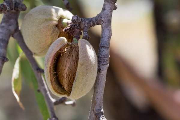 Λάρισα: Σε απόγνωση αμυγδαλοπαραγωγοί – Μένουν εκτός de minimis