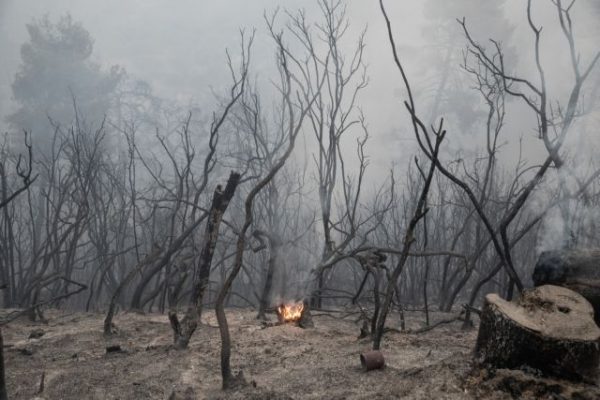 ΚΕΠΕ: Προοπτικές ενεργειακής αξιοποίησης υπολειμμάτων ξυλώδους βιομάζας στη Β. Εύβοια