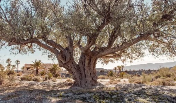 Ισπανία: Είναι πλέον το ελαιόλαδο είδος πολυτελείας;