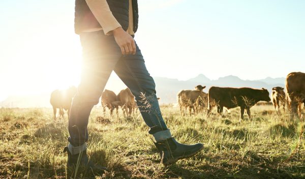 FAO: Η κτηνοτροφία ευθύνεται για το 12% των εκπομπών αερίου του θερμοκηπίου