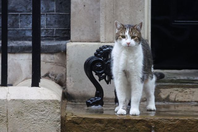 Βρετανία: Ο γάτος της Ντάουνινγκ Στριτ  αναμένει τον νέο συγκάτοικο