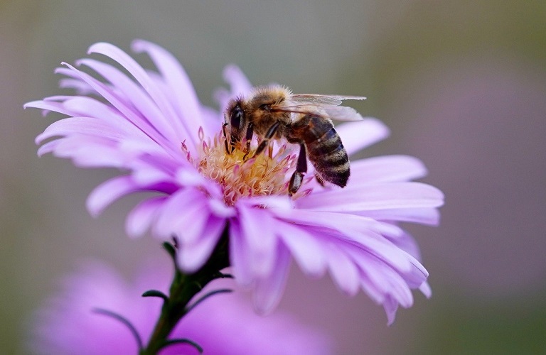 ΟΜΣΕ: Πλήττεται η μελισσοκομία – Απώλειες μελισσιών και μείωση της παραγωγής μελιού