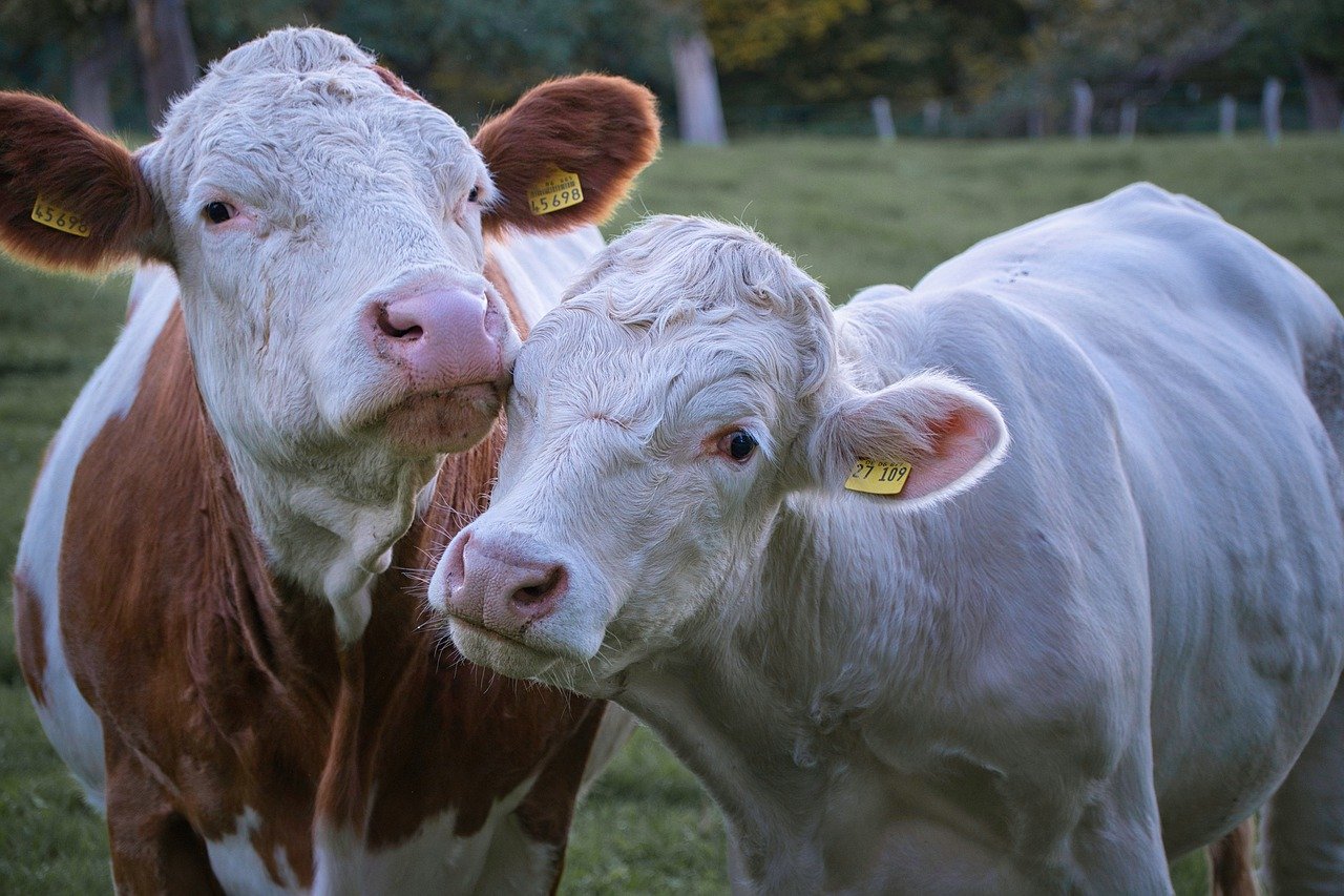 Αγροτικές επιδοτήσεις: Οι εικονικές σφαγές ζώων η νέα απάτη σε βάρος των κτηνοτρόφων