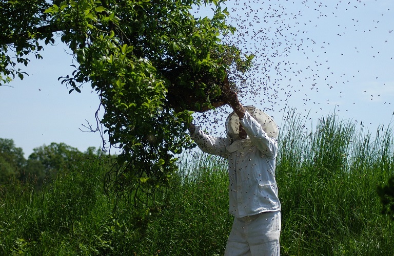 Μελισσοκομία: Στα 12 ευρώ/κατεχόμενη κυψέλη η στήριξη των Μικρών Νησιών Αιγαίου
