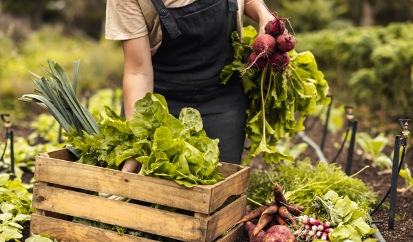 ELSTAT: 15.7% Surge in Agricultural and Livestock Prices for April 2024