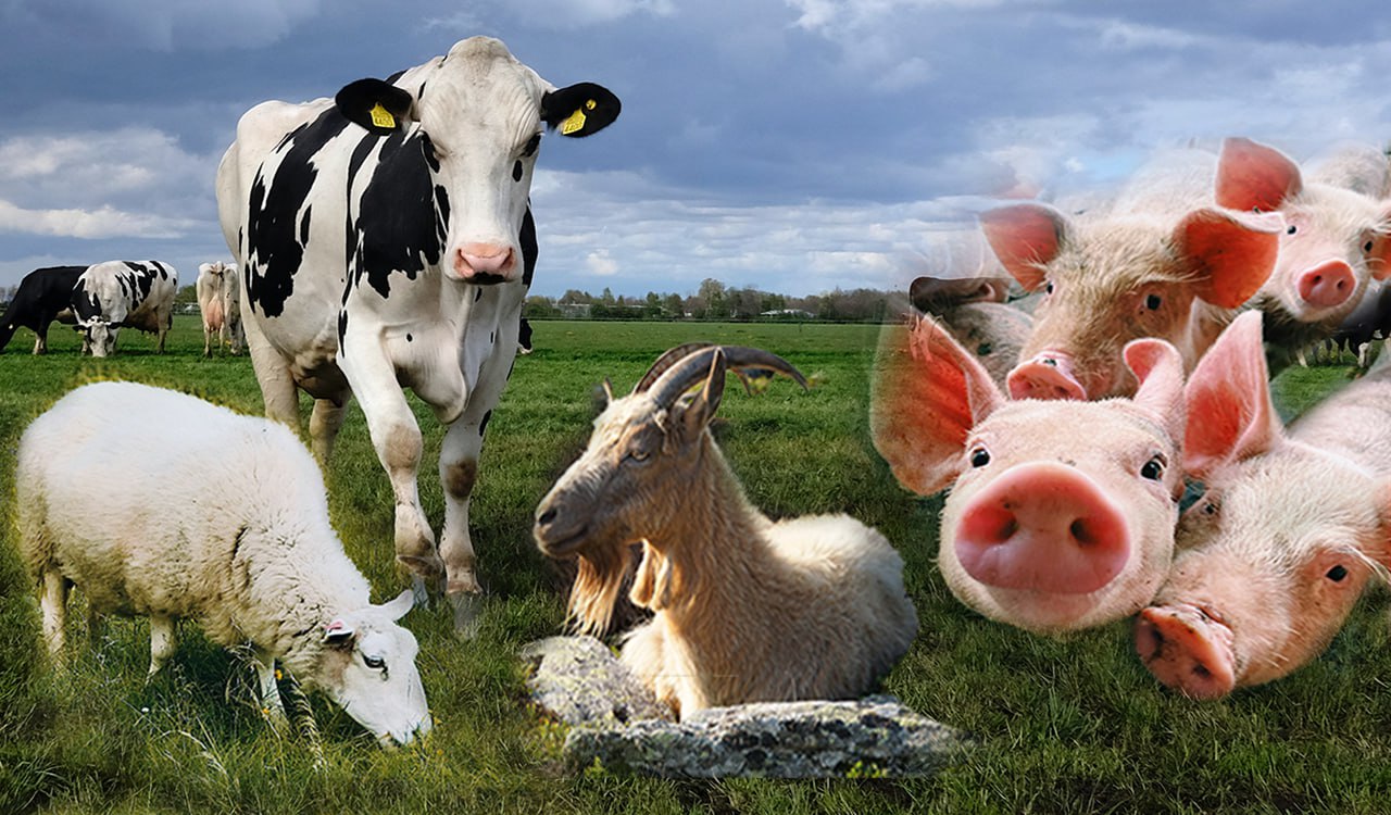 ΕΛΣΤΑΤ: Η ακτινογραφία της γεωργίας και της κτηνοτροφίας