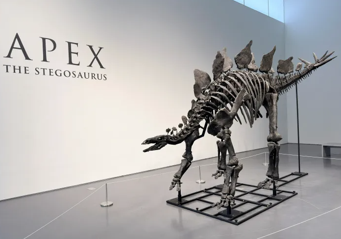 Για 45 εκατ. δολάρια πουλήθηκε σκελετός Στεγόσαυρου απο τον οίκο Sotheby’s