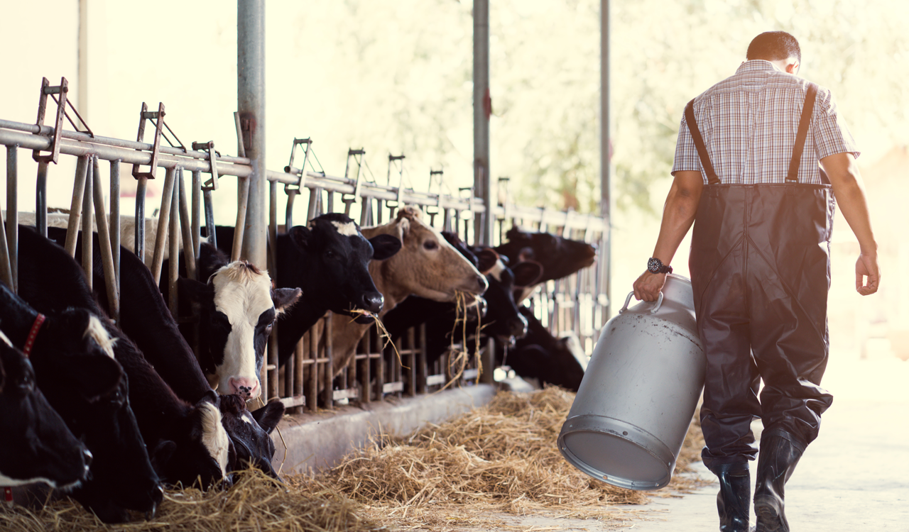 Κτηνοτρόφοι: Σχέδιο για την ανασυγκρότηση του κλάδου κατέθεσε ο ΣΕΚ