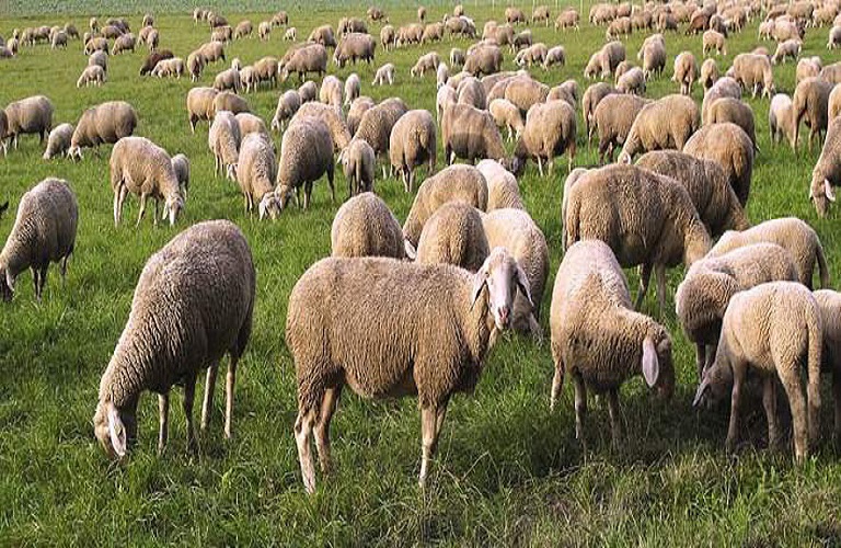 Πανώλη αιγοπροβάτων: Παρατείνεται η απαγόρευση μετακίνησης ζώων – Πού επιτρέπονται οι σφαγές