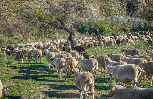 πανώλη αιγοπροβάτων