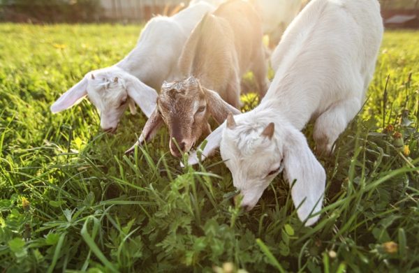 Ongoing Inspections Following Recent Goat Plague Outbreak