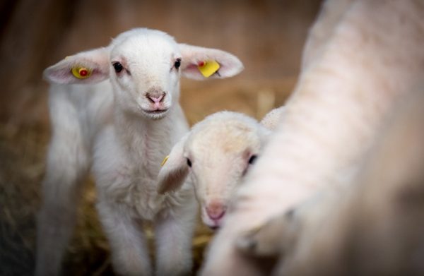 Πανώλη αιγοπροβάτων: Η επόμενη μέρα για την κτηνοτροφία – Ο κίνδυνος της αισχροκέρδειας