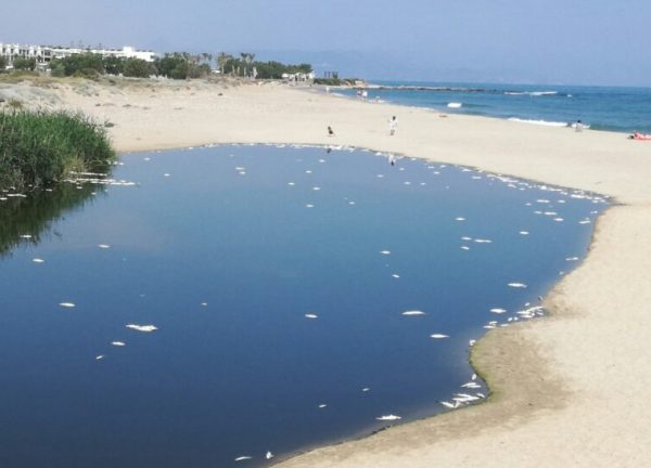 Κλιματική κρίση: Η υπερθέρμανση των θαλασσών αλλάζει τη «συμπεριφορά» των ψαριών