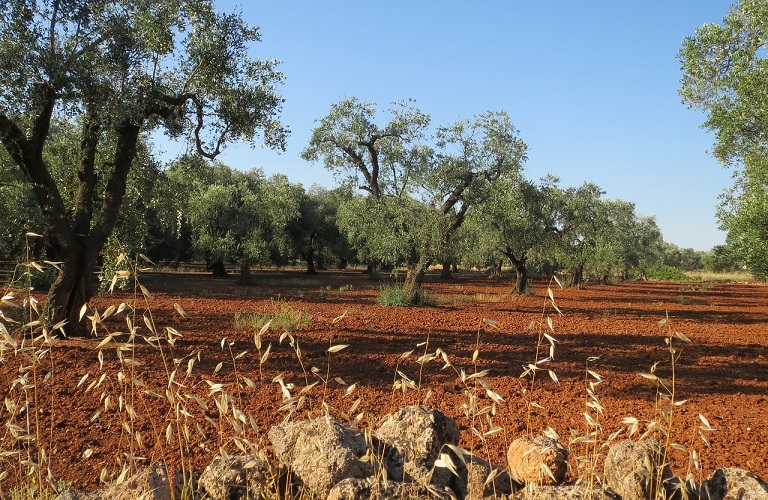 Ελιά: Με τεχνητή όραση ο εντοπισμός των παράσιτων στα δέντρα