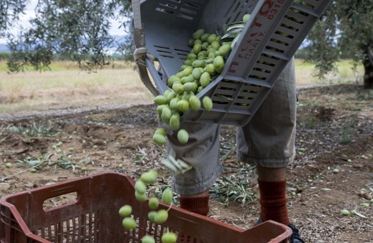 ΥΠΑΑΤ: Μέχρι πότε υποβάλλονται αιτήματα προκαταβολής για Οργανώσεις Ελαιουργικών Φορέων