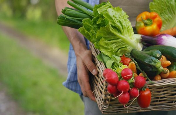 EU Organic Day 2024: Greece’s Organic Farming Sector on the Rise