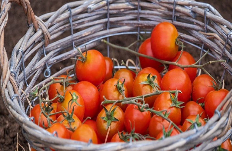 Incofruit Hellas: Στο φουλ οι εισαγωγές ντομάτας – Πώς κινούνται οι εξαγωγές