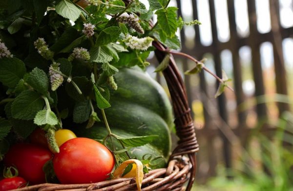 AGROWN 2024: «Αγροδιατροφικός τομέας: Καλλιεργώντας ένα συμβιωτικό μέλλον»