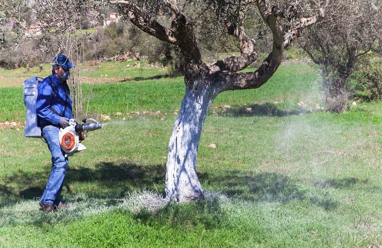 Ελιά: Σε ποιες περιοχές πραγματοποιήθηκε καταπολέμηση του δάκου