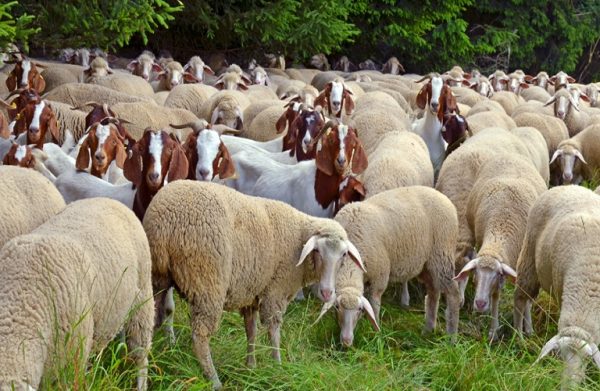 Greek Livestock Association Warns of Out-of-Control Livestock Disease