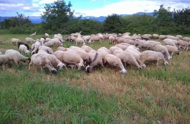 Ευλογιά προβάτων: Νέα μέτρα σε ισχύ έως 15 Νοεμβρίου