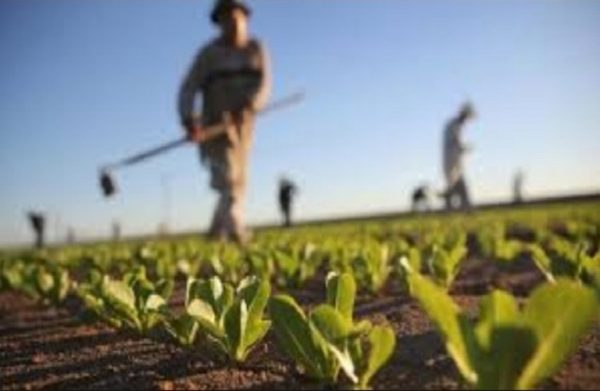 ΕΕ: Κατά 1,6% αυξήθηκε η παραγωγικότητα της αγροτικής εργασίας