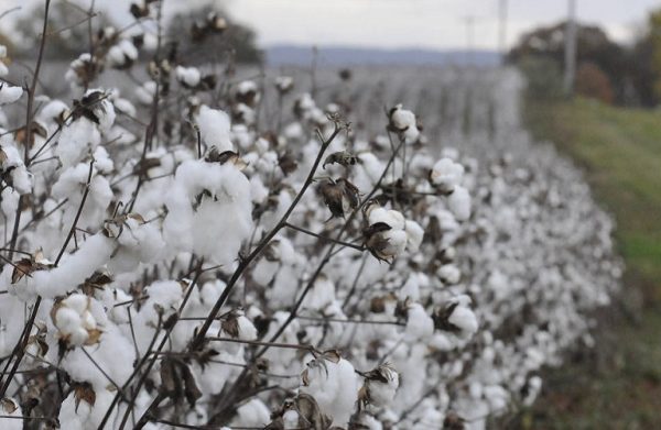 Βαμβάκι: Έως 28/2/2025 η καταχώρηση ποσοτήτων για την ειδική ενίσχυση